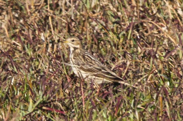 Red-throated Pipit - ML39273871