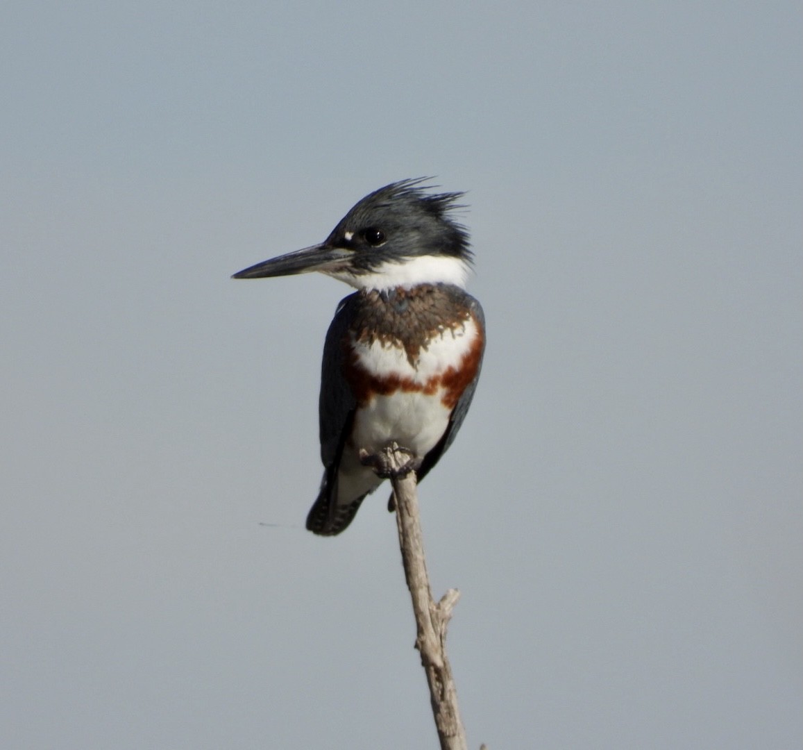 Belted Kingfisher - Christopher Daniels