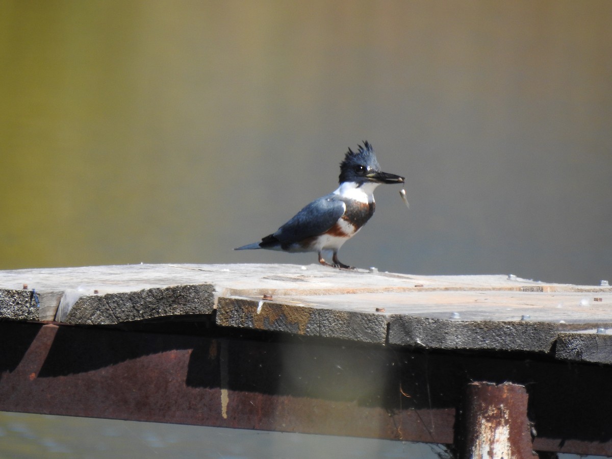 Belted Kingfisher - ML392747731
