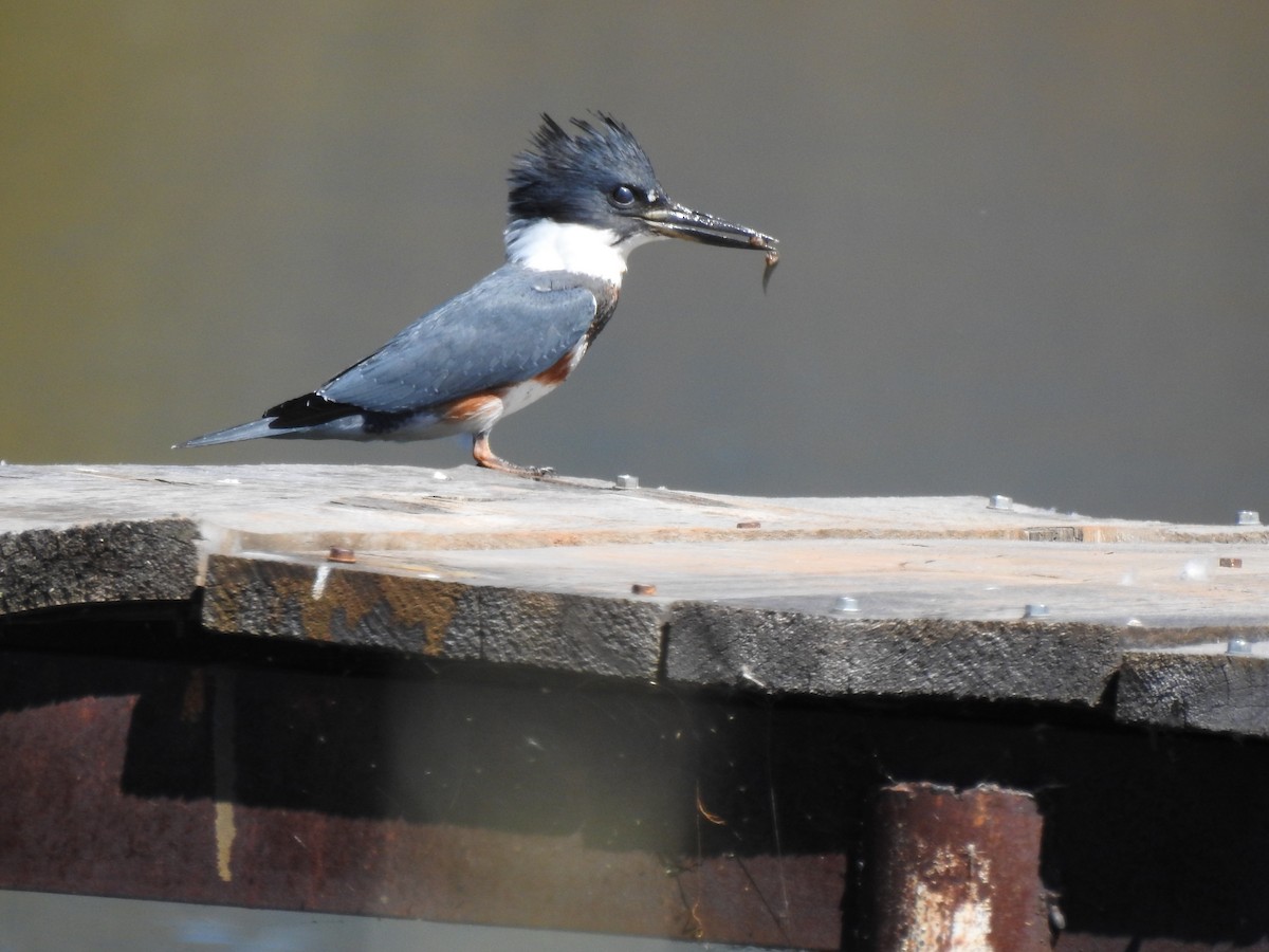 Belted Kingfisher - ML392747741