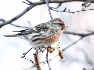 - Lesser Redpoll