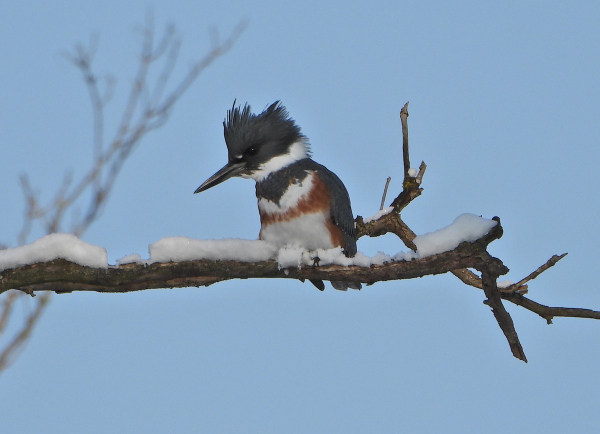 Belted Kingfisher - ML392753421