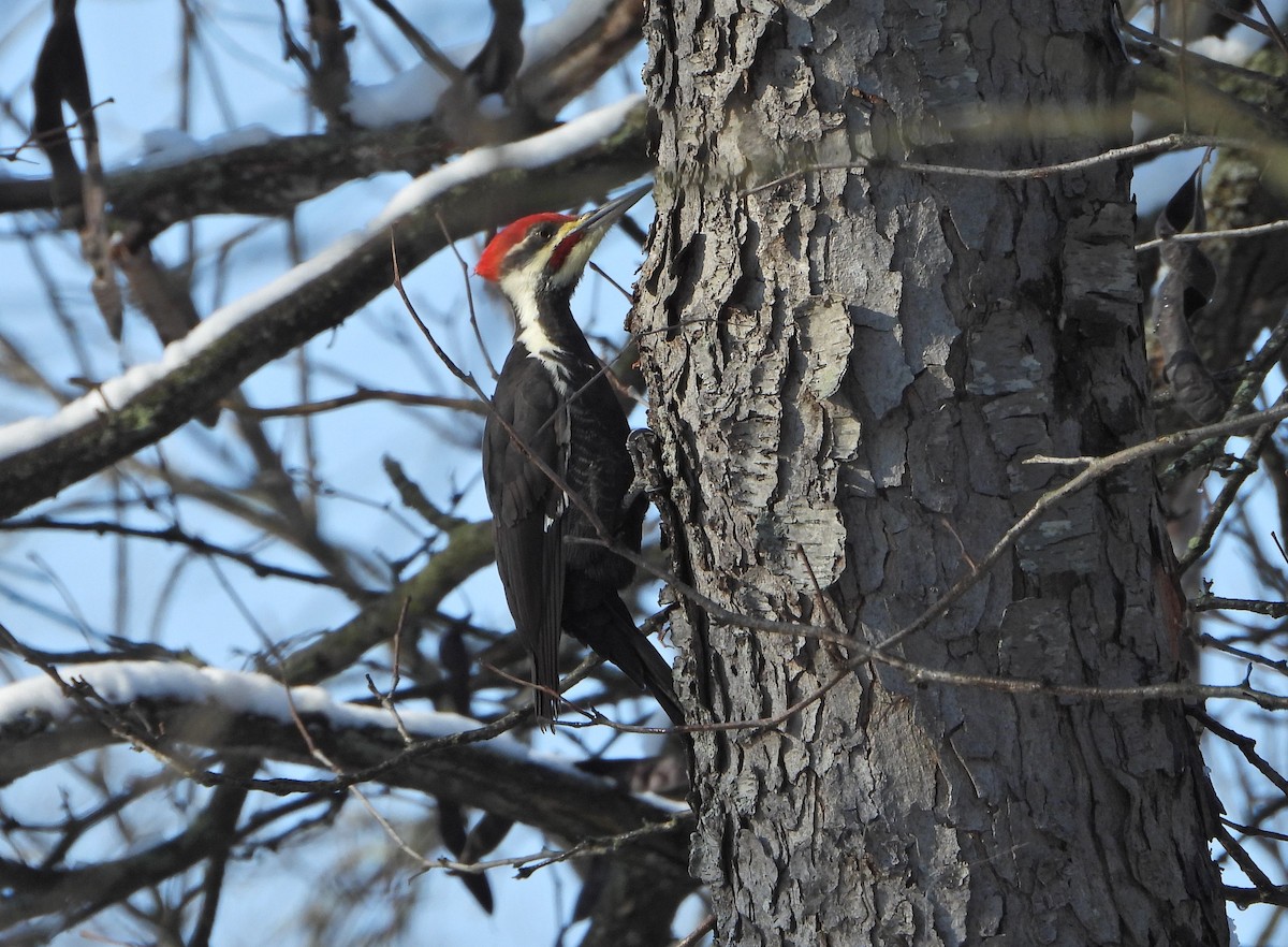 Pileated Woodpecker - ML392755841