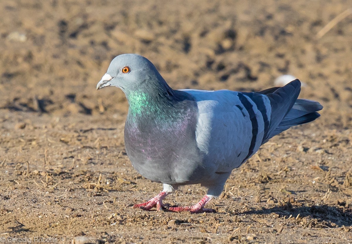 Rock Pigeon (Feral Pigeon) - Ceredig  Roberts