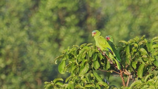 White-fronted Parrot - ML392757171