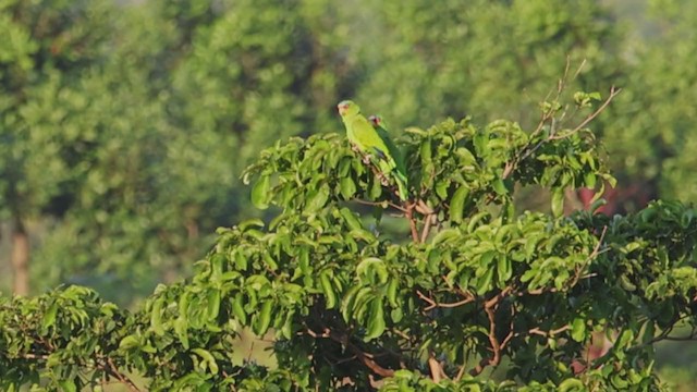 White-fronted Parrot - ML392757191