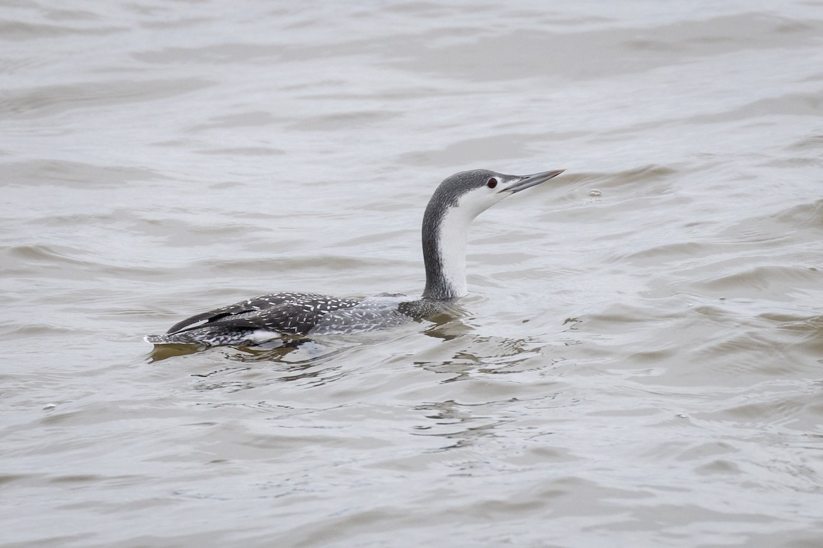 Red-throated Loon - Lyall Bouchard