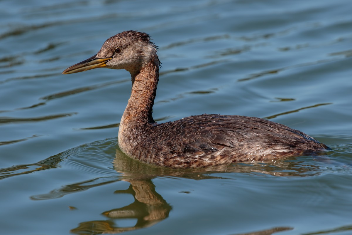 Red-necked Grebe - ML392761111