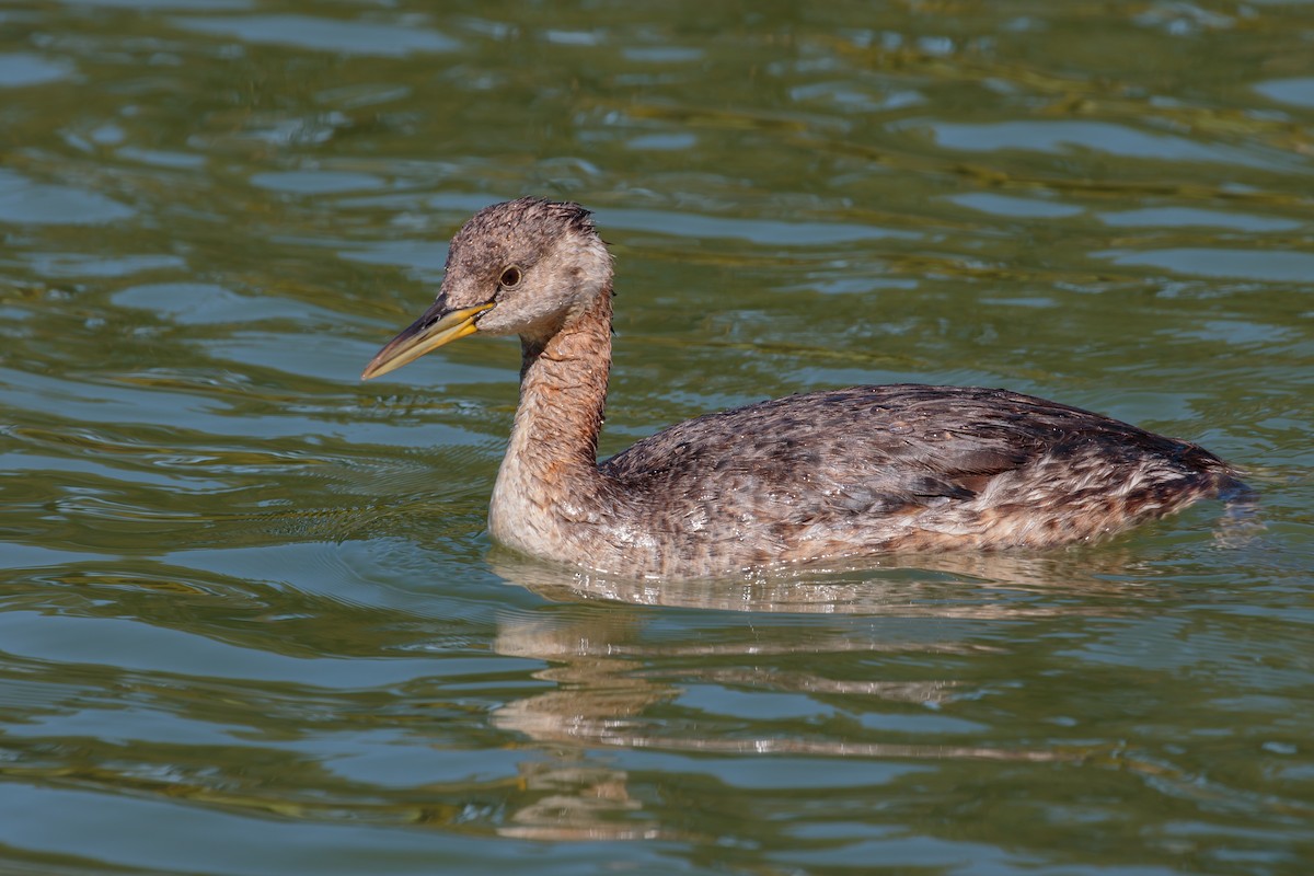 Red-necked Grebe - ML392761131