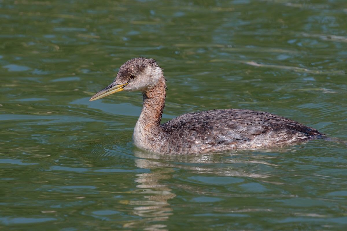 Red-necked Grebe - ML392761151