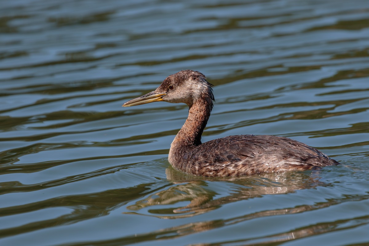 Red-necked Grebe - ML392761161