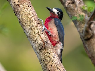  - Puerto Rican Woodpecker
