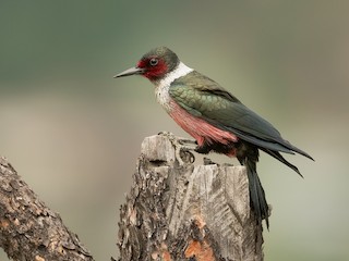  - Lewis's Woodpecker