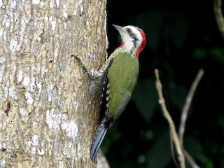  - Cuban Green Woodpecker