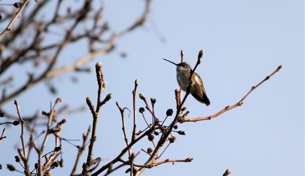 Black-chinned Hummingbird - Nathan Tea