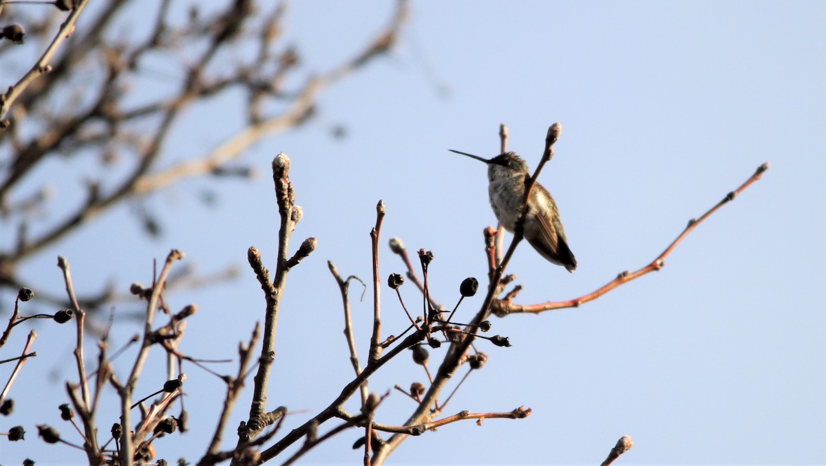 Black-chinned Hummingbird - ML392766211