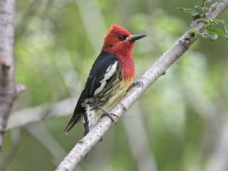  - Red-breasted Sapsucker