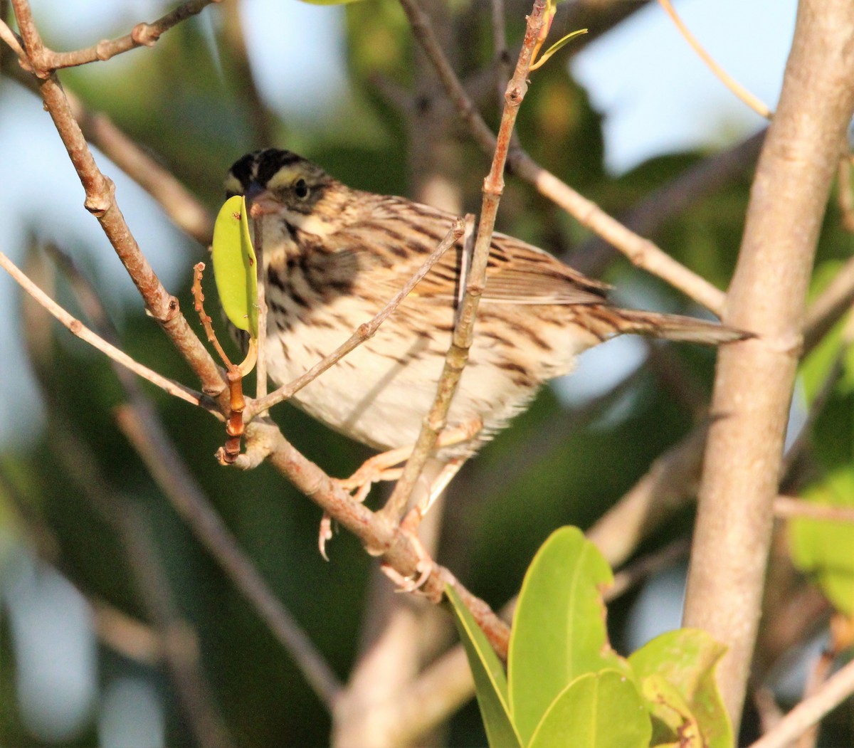 Savannah Sparrow - ML392771391
