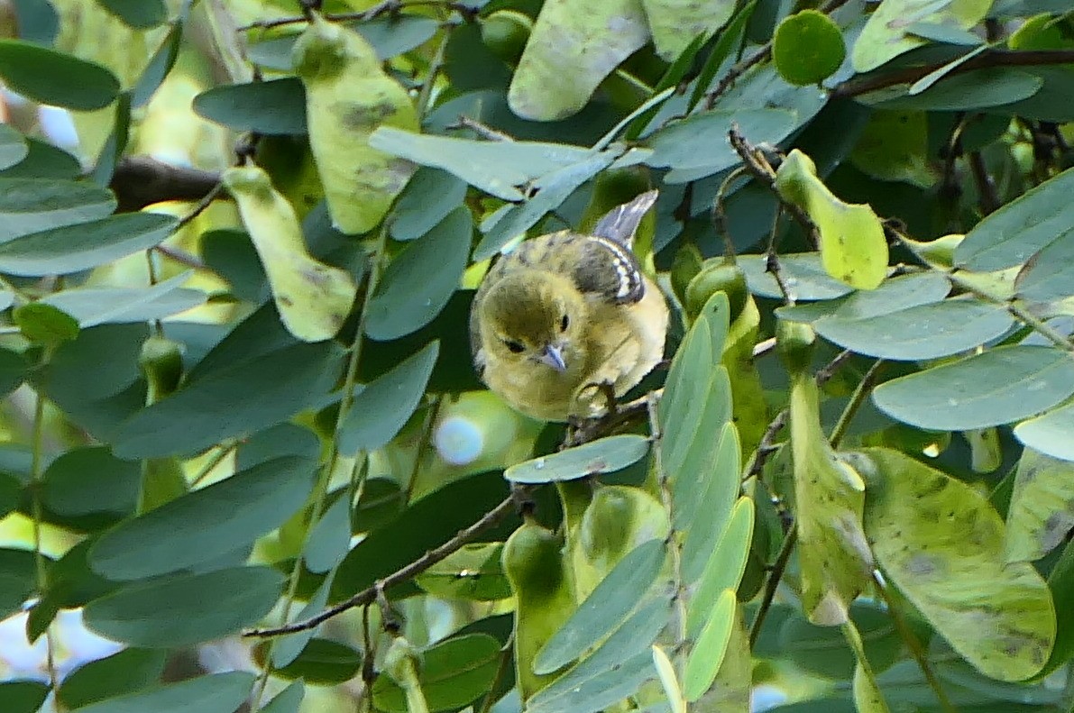 Bay-breasted Warbler - Janice Nordenberg