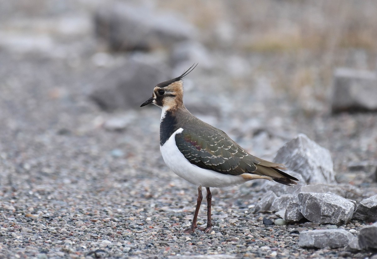Northern Lapwing - Kathy Marche