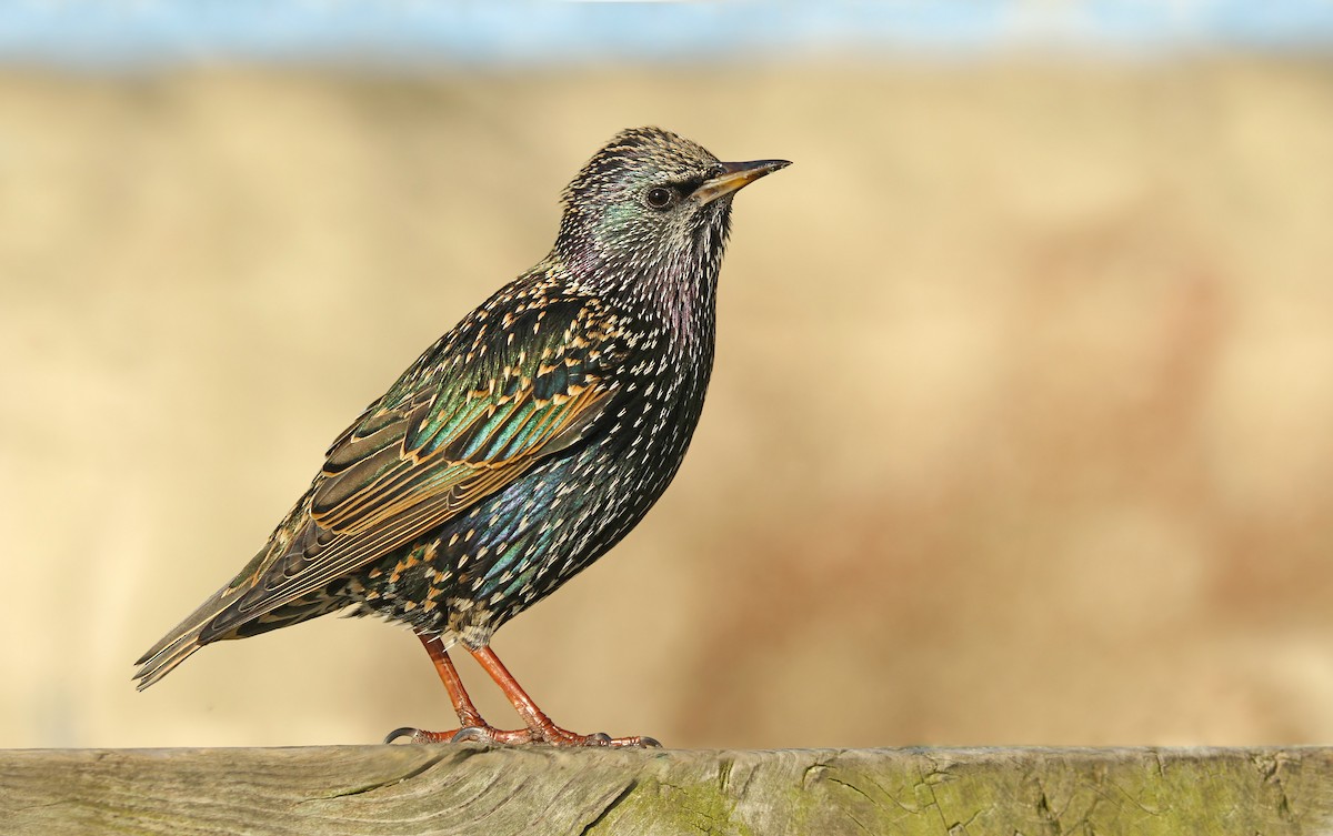 European Starling - Ryan Schain