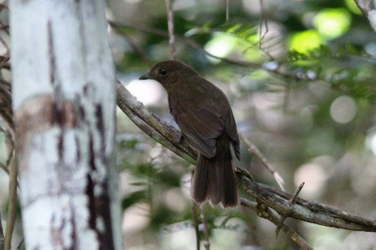 Brown-winged Schiffornis (Brown-winged) - ML392785781
