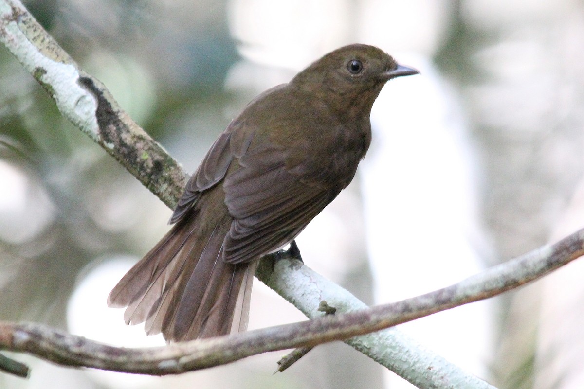 Brown-winged Schiffornis (Brown-winged) - ML392785791