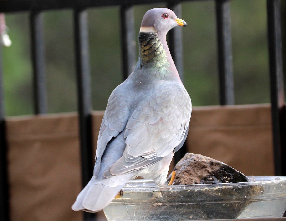 Band-tailed Pigeon - ML39278661