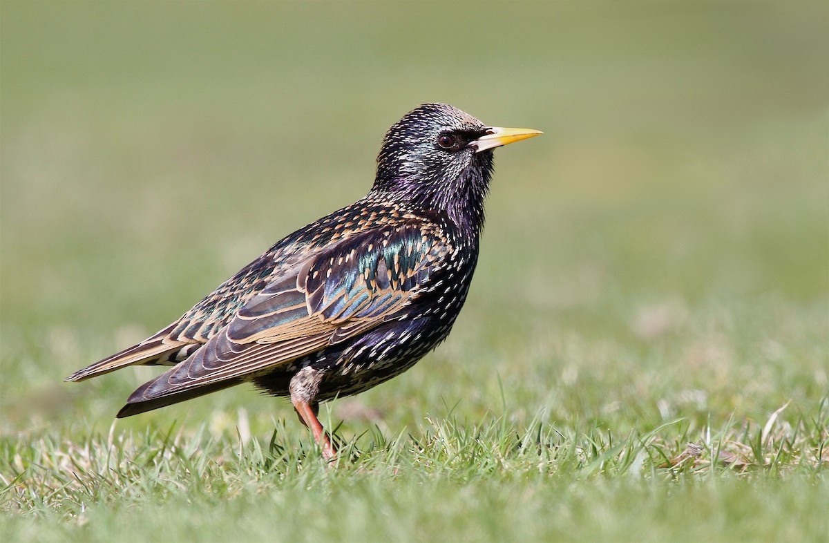 European Starling - ML39278701