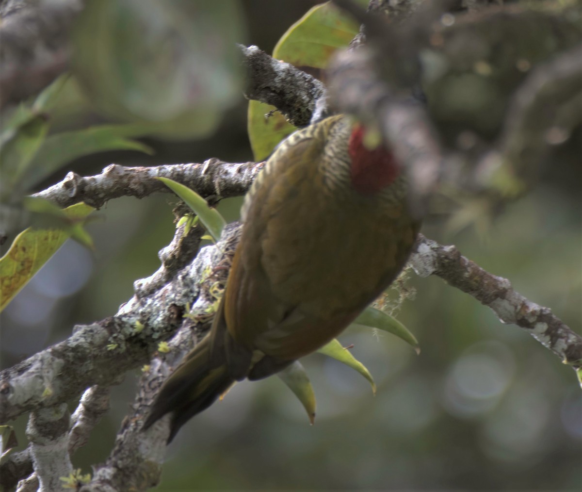 Golden-olive Woodpecker - ML392789611