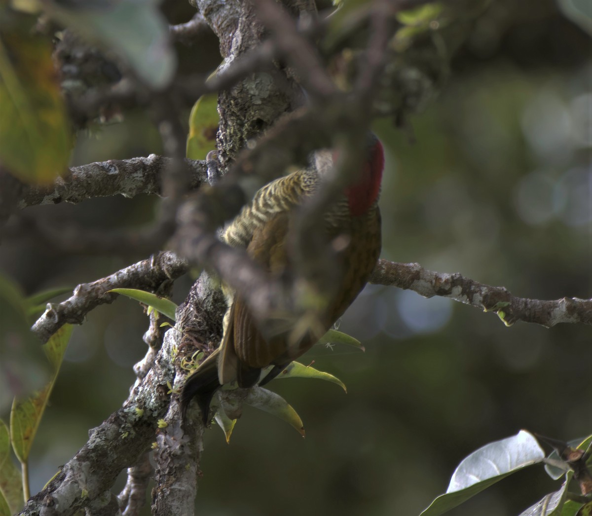 Golden-olive Woodpecker - ML392789621