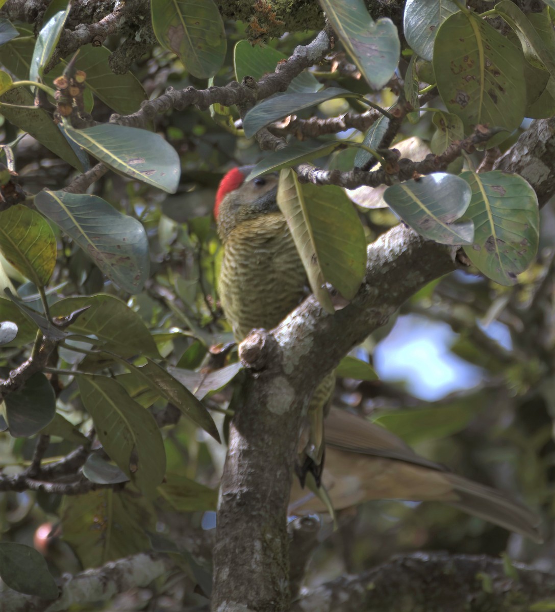 Golden-olive Woodpecker - ML392789681