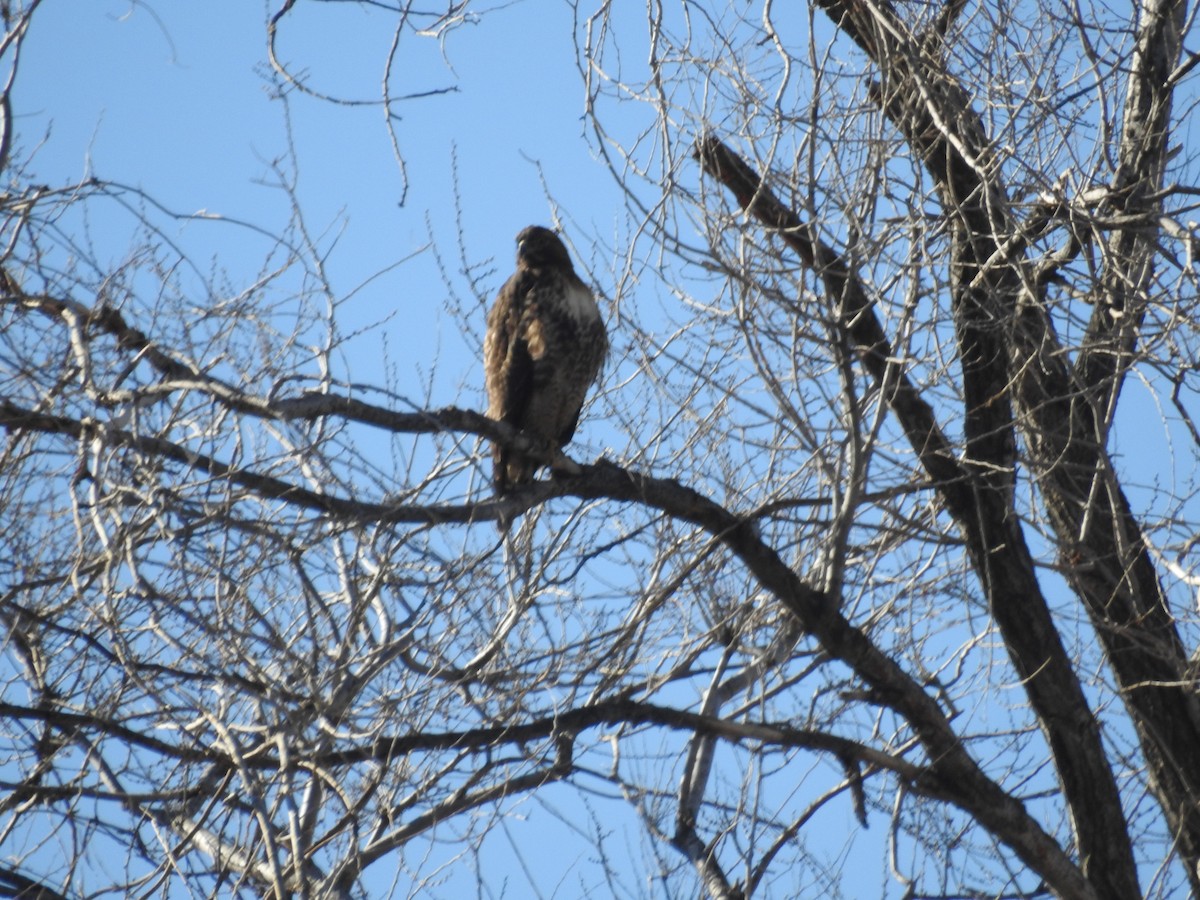 Red-tailed Hawk - ML392796711