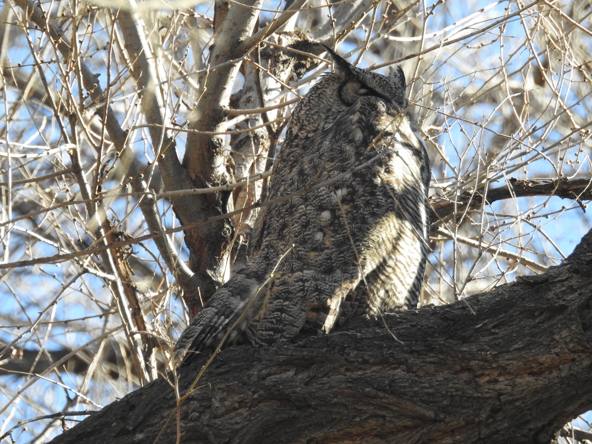 Great Horned Owl - ML392796781