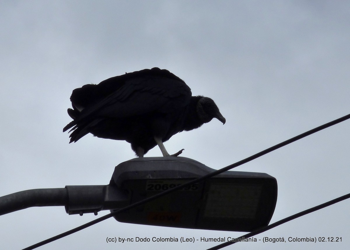 Black Vulture - Leonardo Ortega (Dodo Colombia)