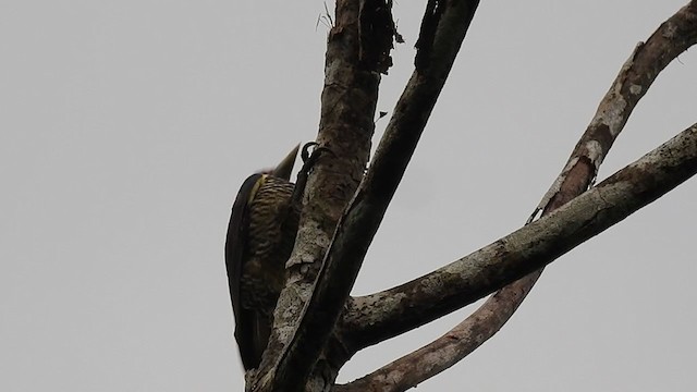Lineated Woodpecker - ML392810371