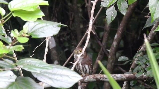 Ferruginous Pygmy-Owl - ML392811481