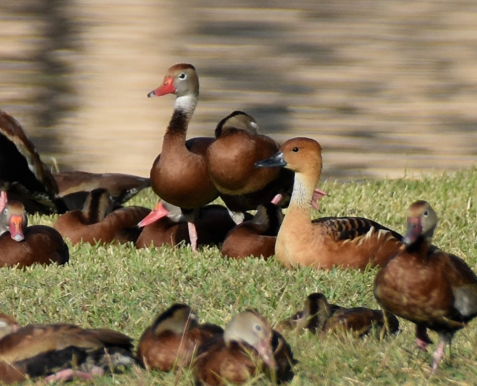 Fulvous Whistling-Duck - ML392818591