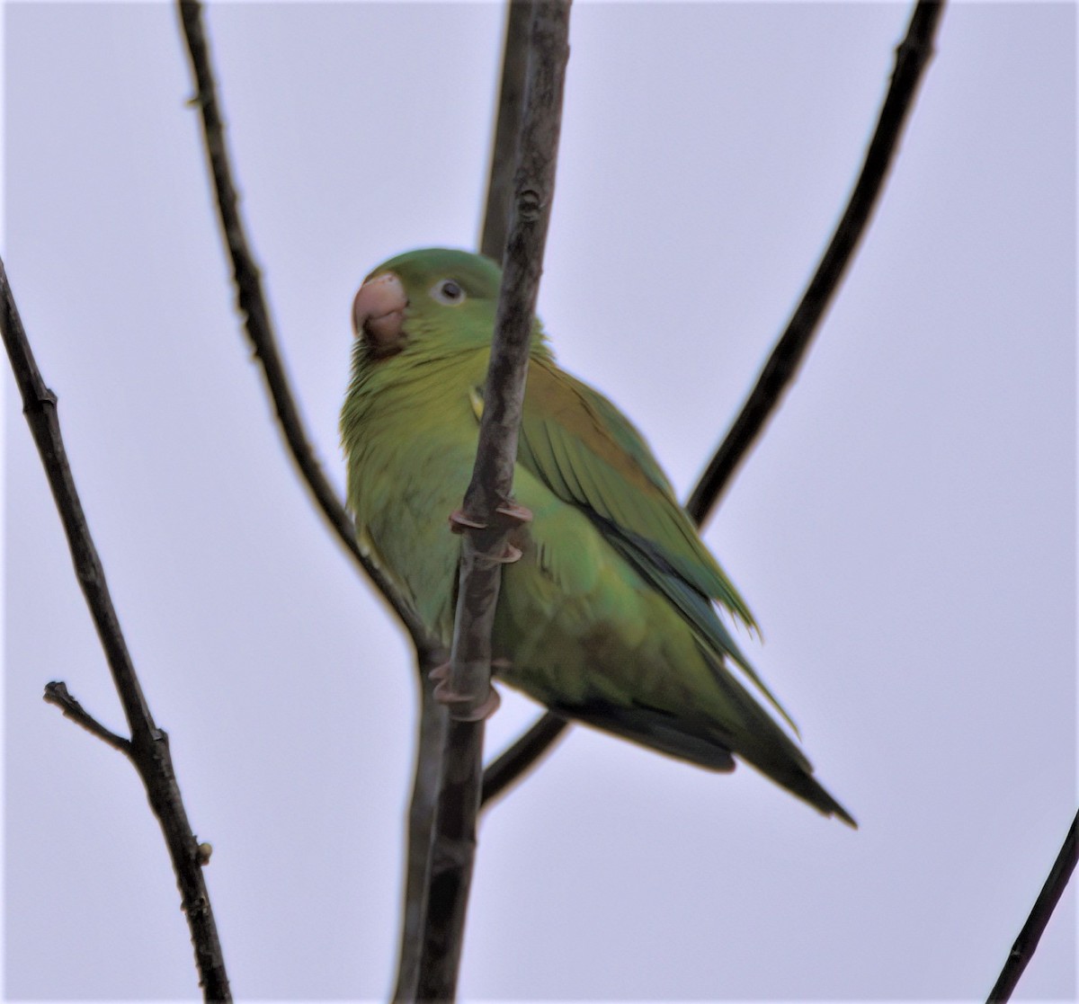 Orange-chinned Parakeet - Sue Riffe