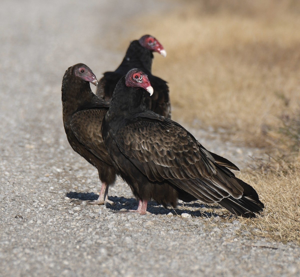 Turkey Vulture - Cyndy Hardaker