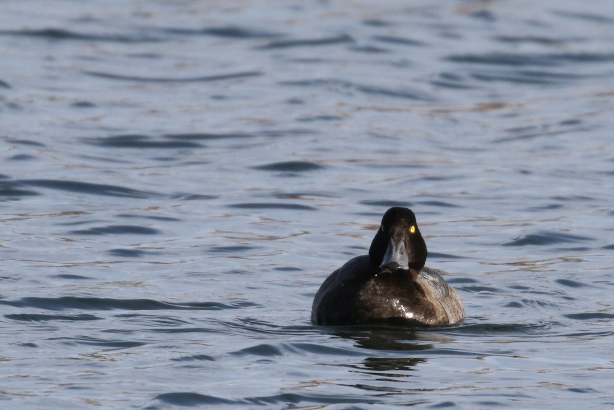Greater Scaup - ML39282531