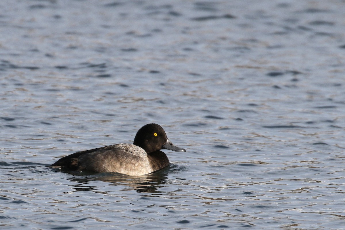Greater Scaup - ML39282551