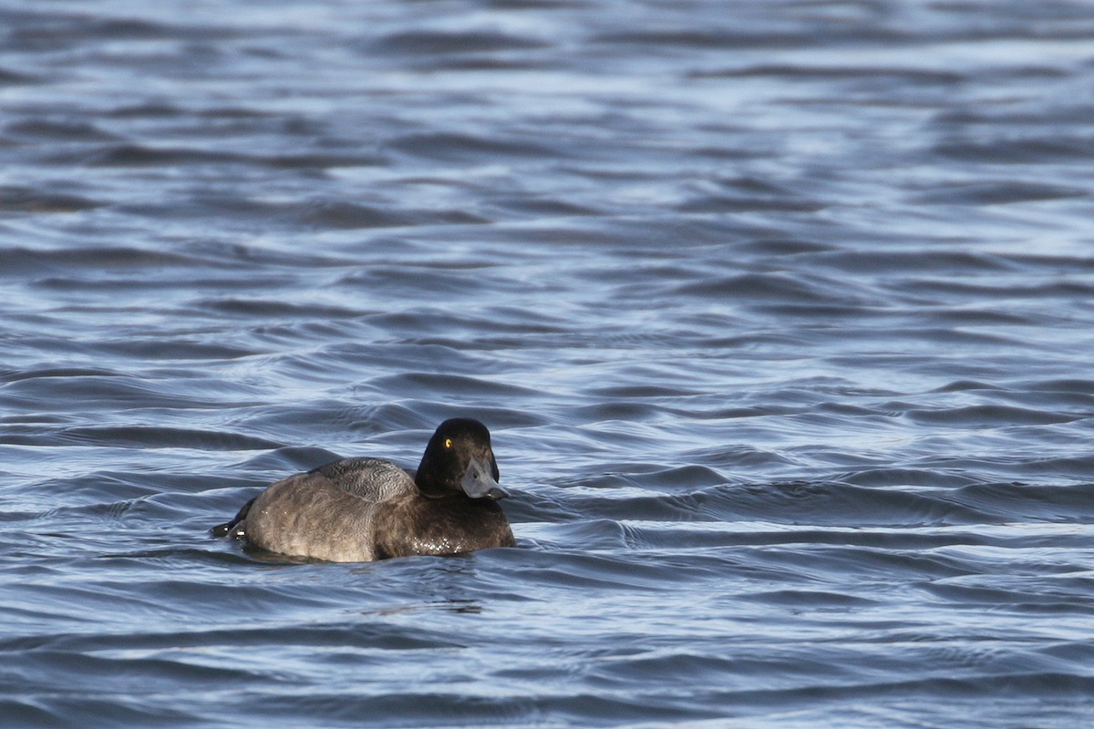 Greater Scaup - ML39282581