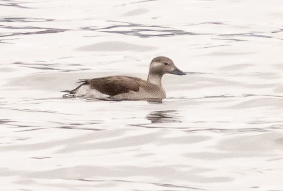 Long-tailed Duck - ML392830141