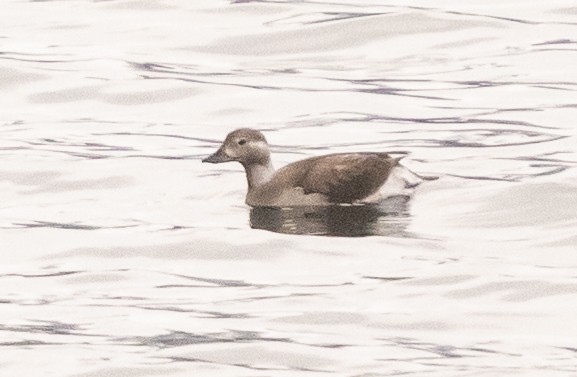 Long-tailed Duck - ML392830151