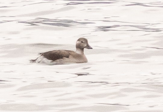 Long-tailed Duck - ML392830171
