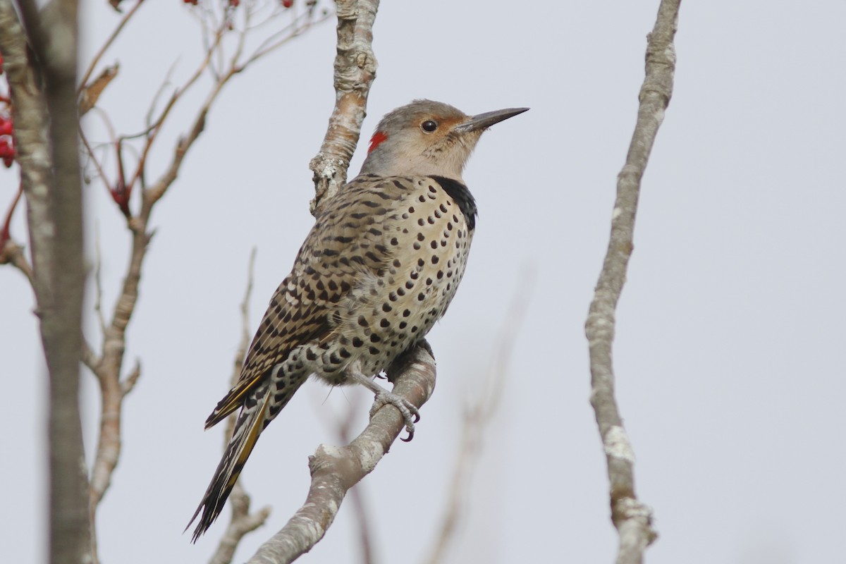 Northern Flicker (Yellow-shafted) - ML39283521