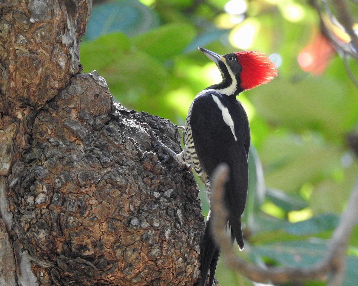 Lineated Woodpecker - Tania Aguirre