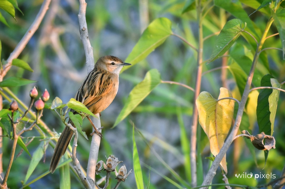 Striated Grassbird - Prashant Kumar