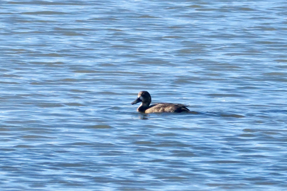 Greater Scaup - Michael Simmons